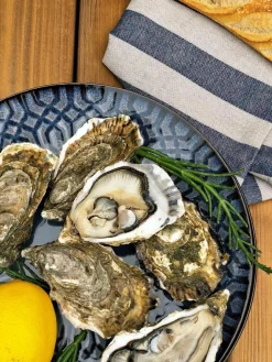 MARIA PT TERRACOTA Lot de 6 Assiettes plates Croisé Anadia