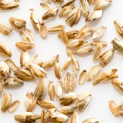 MILLE OREILLERS Oreiller ferme d'épeautre biologique - 50 x 70 cm